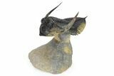 Flying Zlichovaspis Trilobite - Atchana, Morocco #325664-2